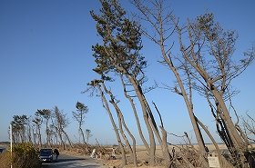 津波でなぎ倒されそうになりながら、かろうじて残った松林の一部（仙台市若林区荒浜、2013年3月23日撮影）