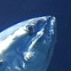 ギョギョ!!マグロの餃子?