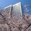 美しいアークヒルズの桜