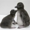 マゼランペンギンの赤ちゃん