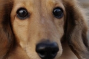 犬や猫高齢化で高額医療費　ペット保険の加入急増　