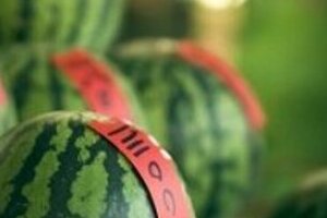 スイカ、メロン大量盗難相次ぐ　ネット通販使い売る？