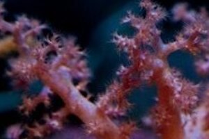 日本産の「宝石サンゴ」が高騰 中国人大金持ちが買いあさる