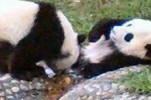 パンダ「コウコウ」の死に賠償金？　人為的ミスあれば4200万円