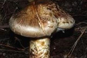 国産マツタケ大豊作　東京卸売市場「30年ぶり」の活況