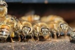 世界各地でミツバチ大量死　米軍などミステリー解明の糸口
