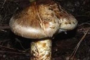 秋の味覚「マツタケ」猛暑で不作？　いやいや「豊作」との強気説も