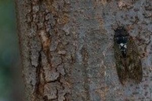 どうして「セミの声が聞こえないの」 地震の前兆？放射能の影響？ネットで不安の声