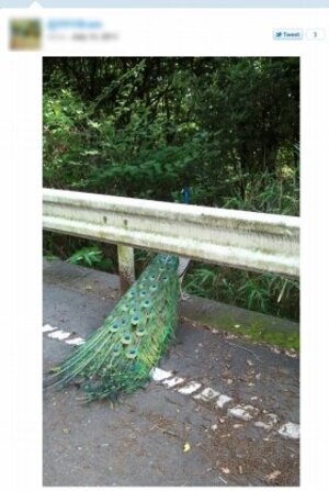 全国各地で「野良クジャク」の目撃相次ぐ 「家の屋根に」「駐車場に」…どうして？