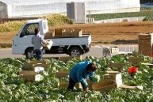 群馬まで伸びた「セシウムの帯」 コメや野菜は大丈夫、と産地は強調
