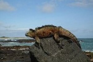 日本携帯の「ガラパゴス」名称　エクアドル人は不快に思っているか