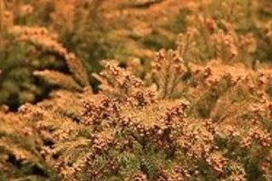 日本にも花粉飛ばない場所がある　 沖縄や平戸「避粉地」ツアーに行く人たち