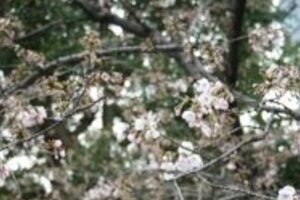 蓮舫大臣「権力による制限は最低限に」　「花見、是か非か」論戦に参入