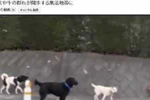 原発30キロ圏内の荒涼とした光景　犬が野犬化、道路を牛が集団横断