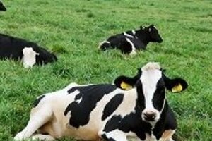 「原乳は本当に安全なのか」 疑念持たれる福島酪農家の苦悩