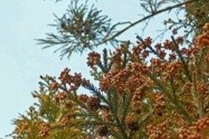 花粉症で「持病悪化」の恐れ　ぜんそく、緑内障患者は要注意