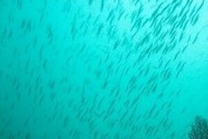 千葉、神奈川で相次ぐイワシ大量死　「大地震の前触れか」と怯える声も