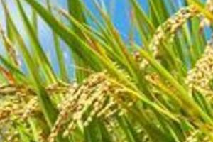 中国米の輸入が急ピッチで増加　安さに外食産業が注目