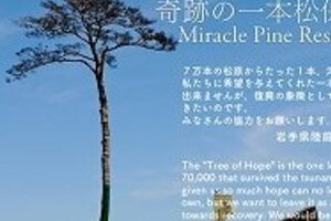 サイボーグ化される「奇跡の一本松」　1億5000万円もの費用に疑問の声