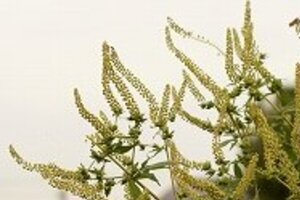 ぜんそく患者が世界で急増、2億人超えた　WHOが地球温暖化の影響を指摘