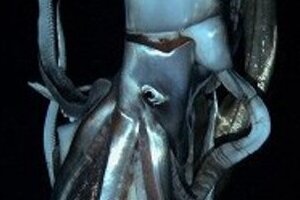 NHK「ダイオウイカ」と20世紀FOX「アバター」　愉快な「場外乱闘」、どっちが勝った？