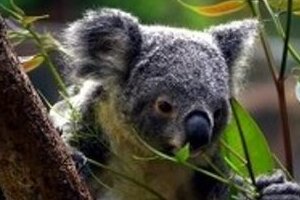 東山動植物園がコアラ餌代に困りSOS　1週間で目標の3倍、320万円集まった理由