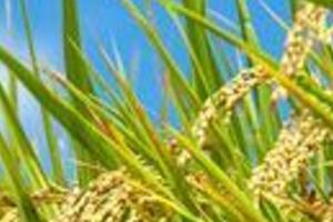 「メタボ」心配しないで！　農水省が「太りにくいコメ」を開発中
