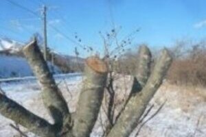 「桜の木、撮り鉄に勝手に切断された」　しなの鉄道ツイッター「炎上」で謝罪