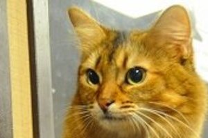 「ネコは飼い主の声を聞き分ける」　東大調査に「確かに」「犬より律儀」の声