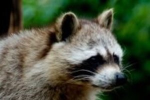 頭や腹を刃物のようなもので切られる　多発する猫の連続残酷死、「犯人」はアライグマか？