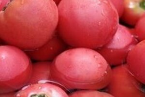 「メタボに効く」とトマトブーム続く　カゴメは創業以来の最高益