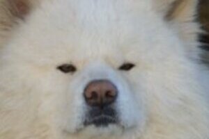 ブサカワイイ人気犬「わさお」に異変　毛が抜け、「ガリガリ」に全国から心配の声