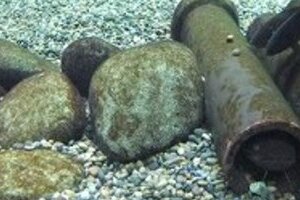 ウナギは本当に食べられなくなるのか　正念場は3年後のワシントン条約改定