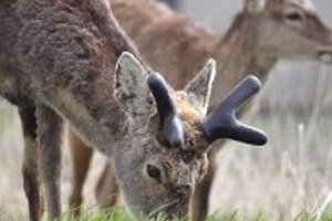 シカの食害が広がる　「捕獲のプロ」育成が必要だ