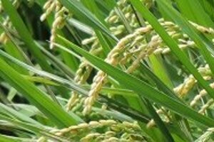 イオン、週刊文春許さん！ 販売せず　逆鱗に触れた「中国」と「偽装」の真相は？