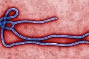 エボラ出血熱、日本にも上陸する危険性　香港の女性は陰性と報じられたが…