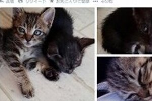 捨てられた子猫「保健所に連れて行くなっ」　中川翔子がツイッターで呼びかけ、大議論に