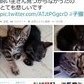 捨てられた子猫「保健所に連れて行くなっ」　中川翔子がツイッターで呼びかけ、大議論に