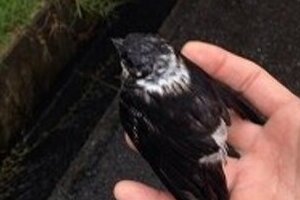 田中聖、弱った野鳥を助けたと告白　「勝手なことした」と謝るも、ネットは賞賛の声