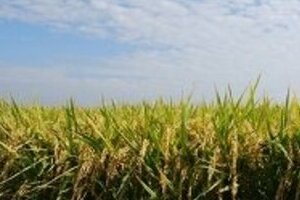 食料自給率「聖域」ではない！　財務省の「引き下げ提言」が波紋