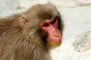 サルの「美談」、実は人間の誤解だった？　気絶状態の仲間を救助したように見えたが...