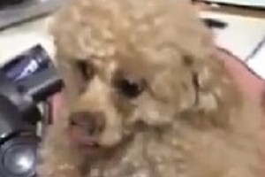 プードルを放り投げ脇腹を踏む動画が物議　「虐待」なのか「じゃれ合い」の延長なのか