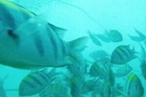 「未利用、規格外」の地魚を食卓へ　学校給食にも売り込んでいく