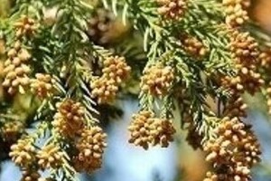 スギは毎年1600万本も植えられている　花粉症が今や「国民病」といわれているのに