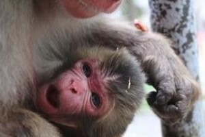 赤ちゃんザルの名前に「シャーロット」は失礼なのか　高崎山動物園に苦情300件以上、ネットで議論