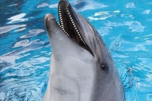 イルカ問題は「世界からのイジメ」　和歌山知事発言に「もっともだ」の声