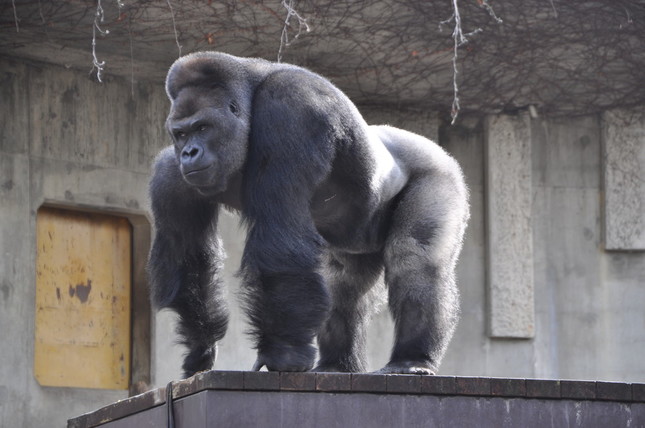 1996年12月6日に群れごとオーストラリアのタロンガ動物園に移動したシャバーニ君。(写真：東山動植物園提供)