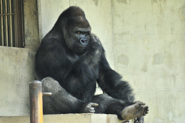 シャバーニ君は東京の上野動物園にお兄さんがいる。(写真：東山動植物園提供)