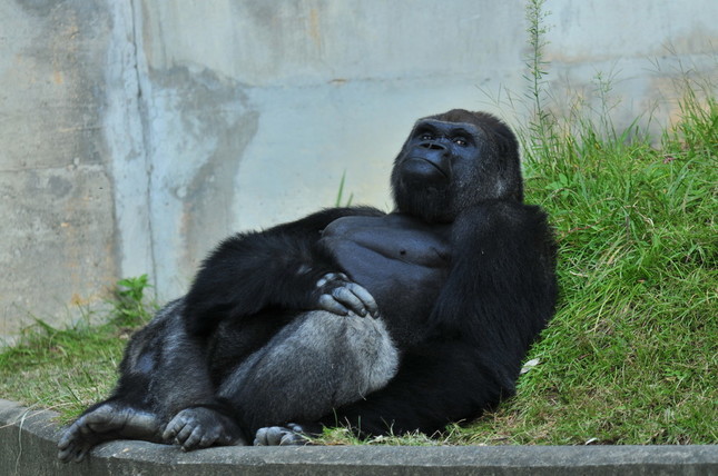 カップル客から「カッコイイ！！」などの声援を浴びるシャバーニ君。(写真：東山動植物園提供)