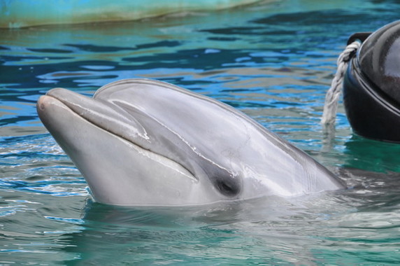 水族館の人気者、どうなる？（画像はイメージ）